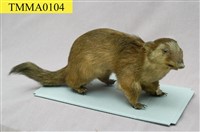 藏品(鼬獾)的圖片